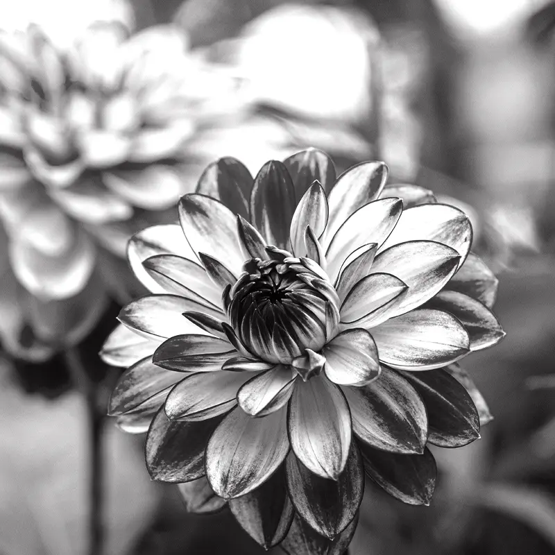 from Sheetfed Digital Press